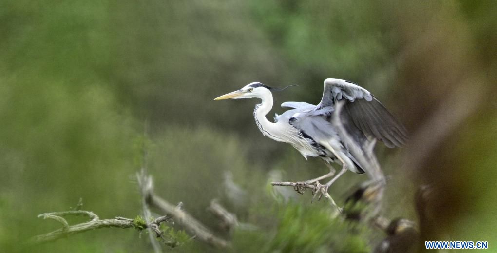 The Joyful Bird Down: An Insight into the Beauty and Functionality of Baoxi Nuo Dui Yin