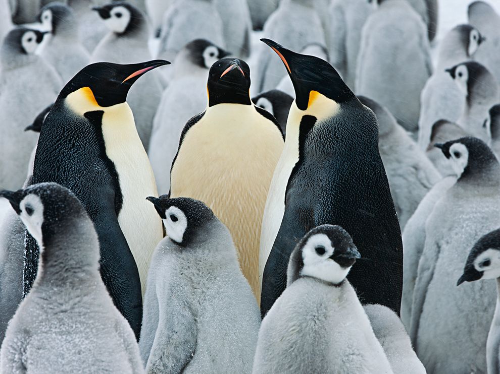 Title: The Emperor Penguins Downy Comfort: An Insight into the World of these Majestic Creatures