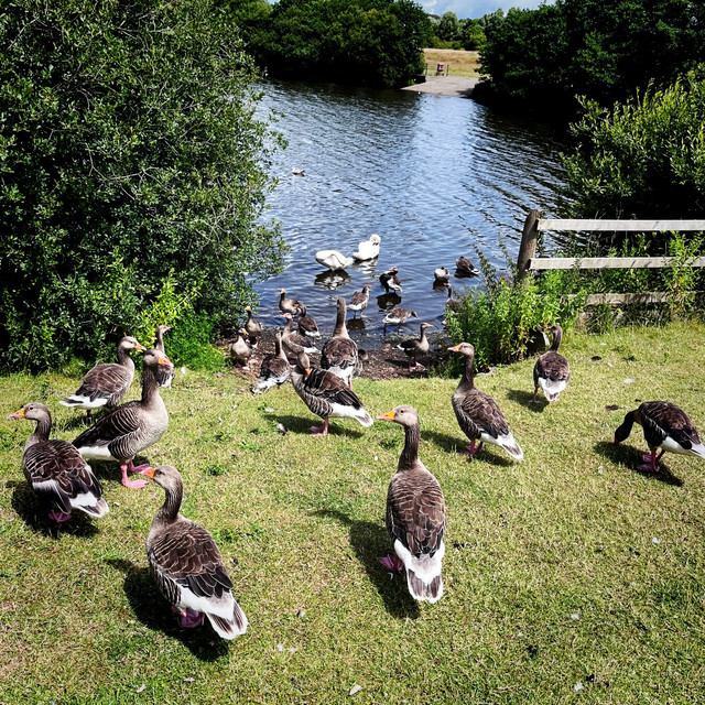 Title: The Quirkiness of Down Comfort: An Ode to the Quirky World of Duck Feather Duvets