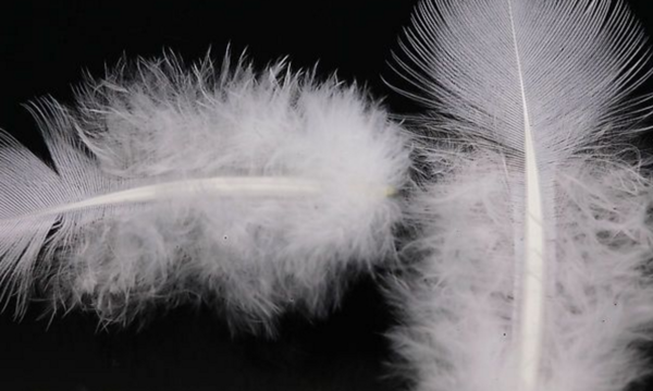 Goose-down Feather Comforters: A Common Cause of Eye Injury?