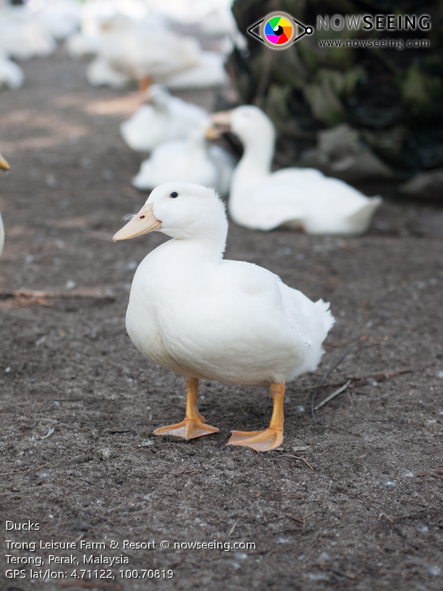 Title: Soybean vs Goose and Duck feathers: A Comprehensive Comparison