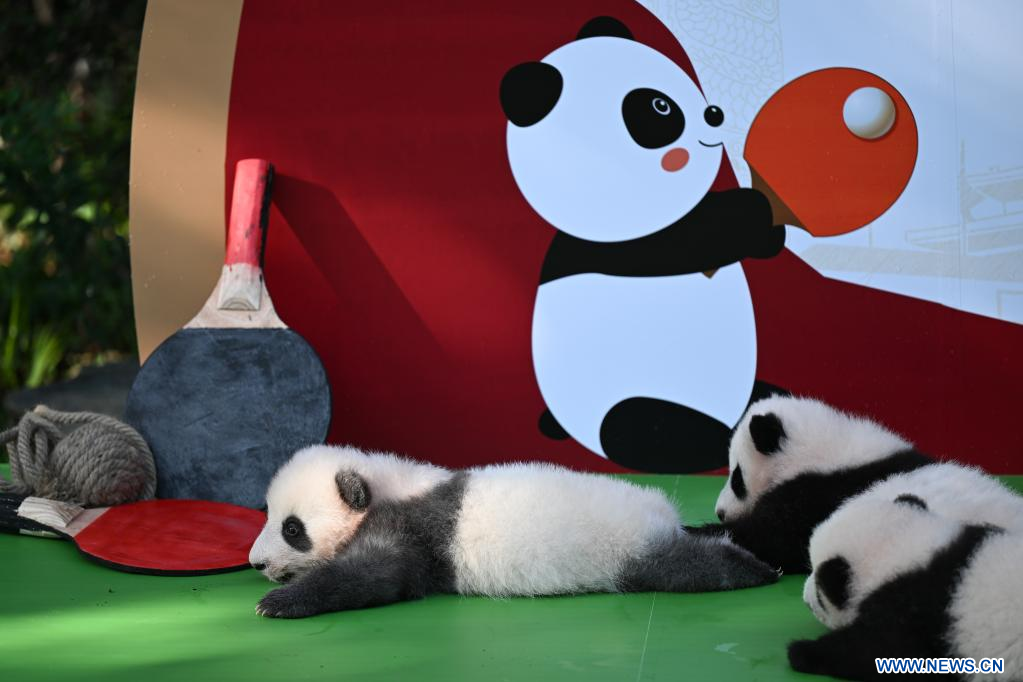 Panda Down Comforter: A Blend of Warmth and Cultural Significance