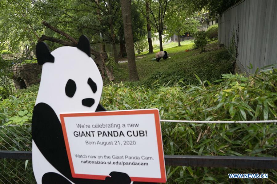 Panda Down Comforter: A Blend of Warmth and Cultural Significance