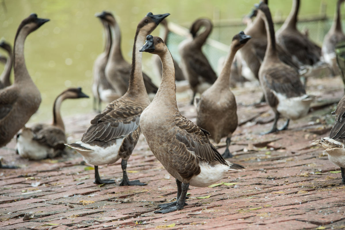 Goose Feather Quilt and Opera in Henan