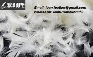 Feather Duvet Dehydration