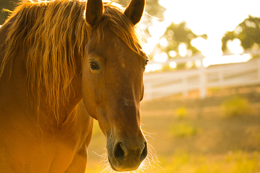 The Story of Little Horse Feather Bed