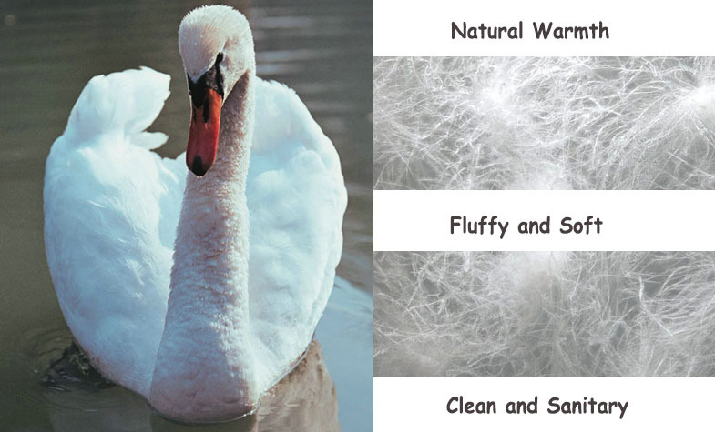 Title: The Difference Between Goose Feather Duvets and Duck Down duvets