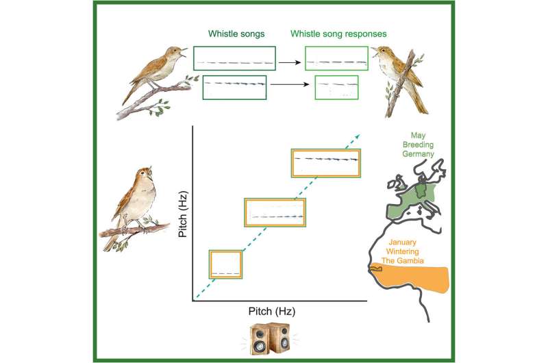 Title: How to Fix a Birds Down Blanket with Clumps? - A Comprehensive Guide