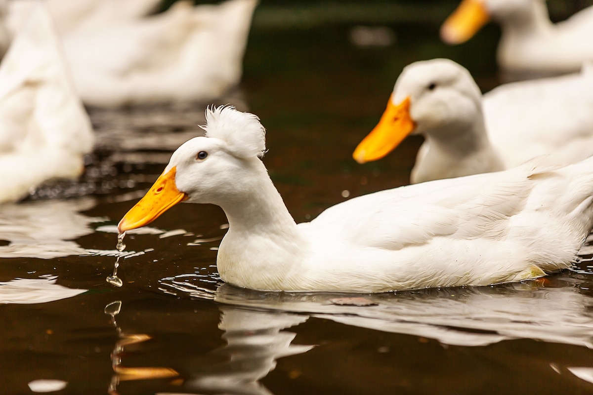 Hungarian White Duck Feather Duvet: The Ultimate in Luxury and Comfort