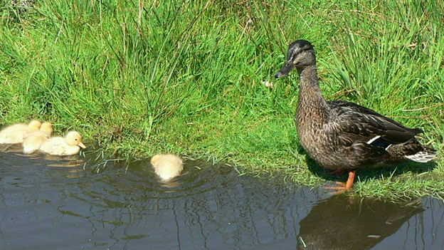 Title: Duck Feather Comforter Sterilization