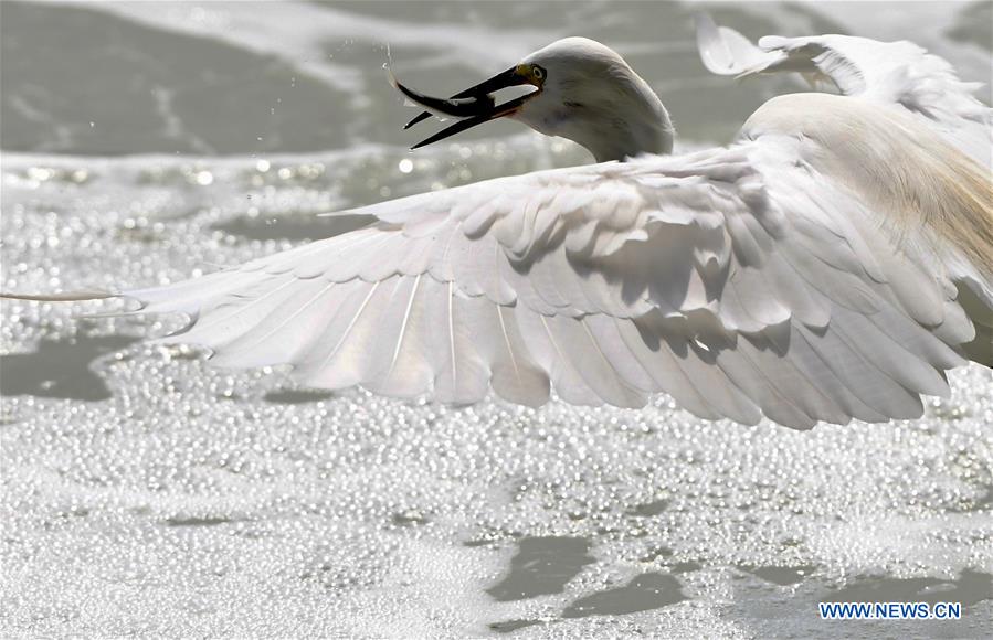 Title: The Unique Charm of Yunnan Yiliang Duck Feather Blankets