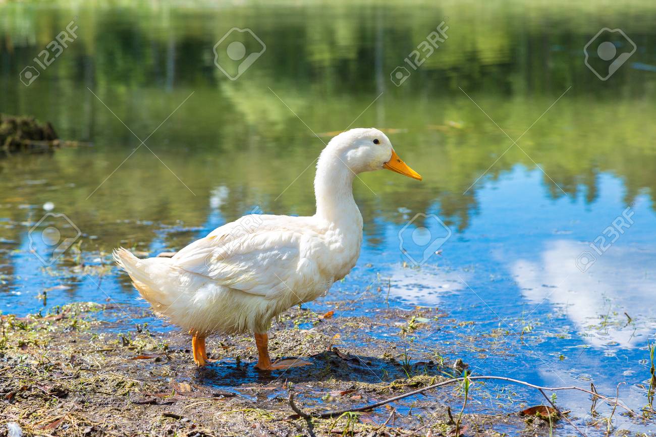 Title: The White Duck Feather Comforter in Autumn