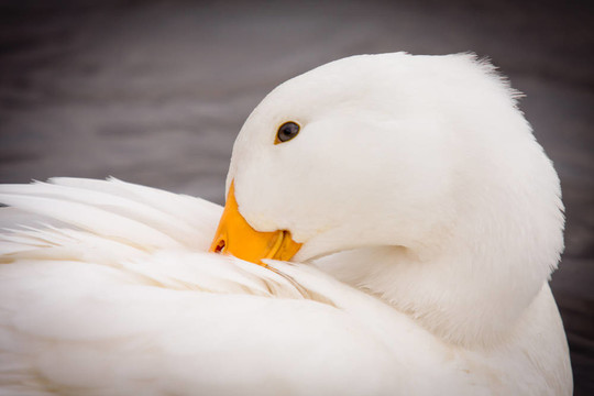 Title: The White Duck Feather Comforter in Autumn