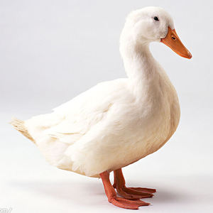 Title: The Ultimate Guide to Nanyang White Duck Down Quilt批发 Contact Information