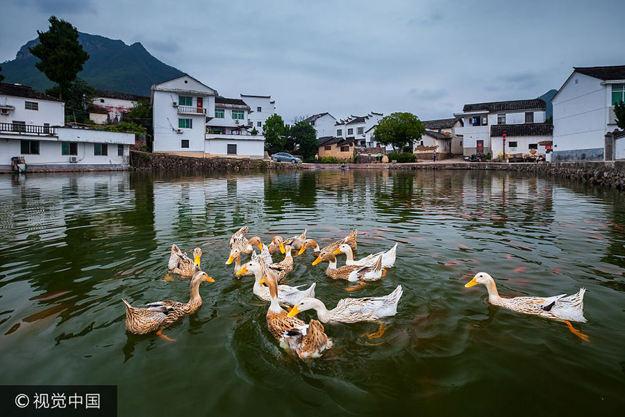 Title: Discover the Serene Allure of Duck Down Quilts in Jiaohu Mei Village, Tuanzhou Town, Fengcheng