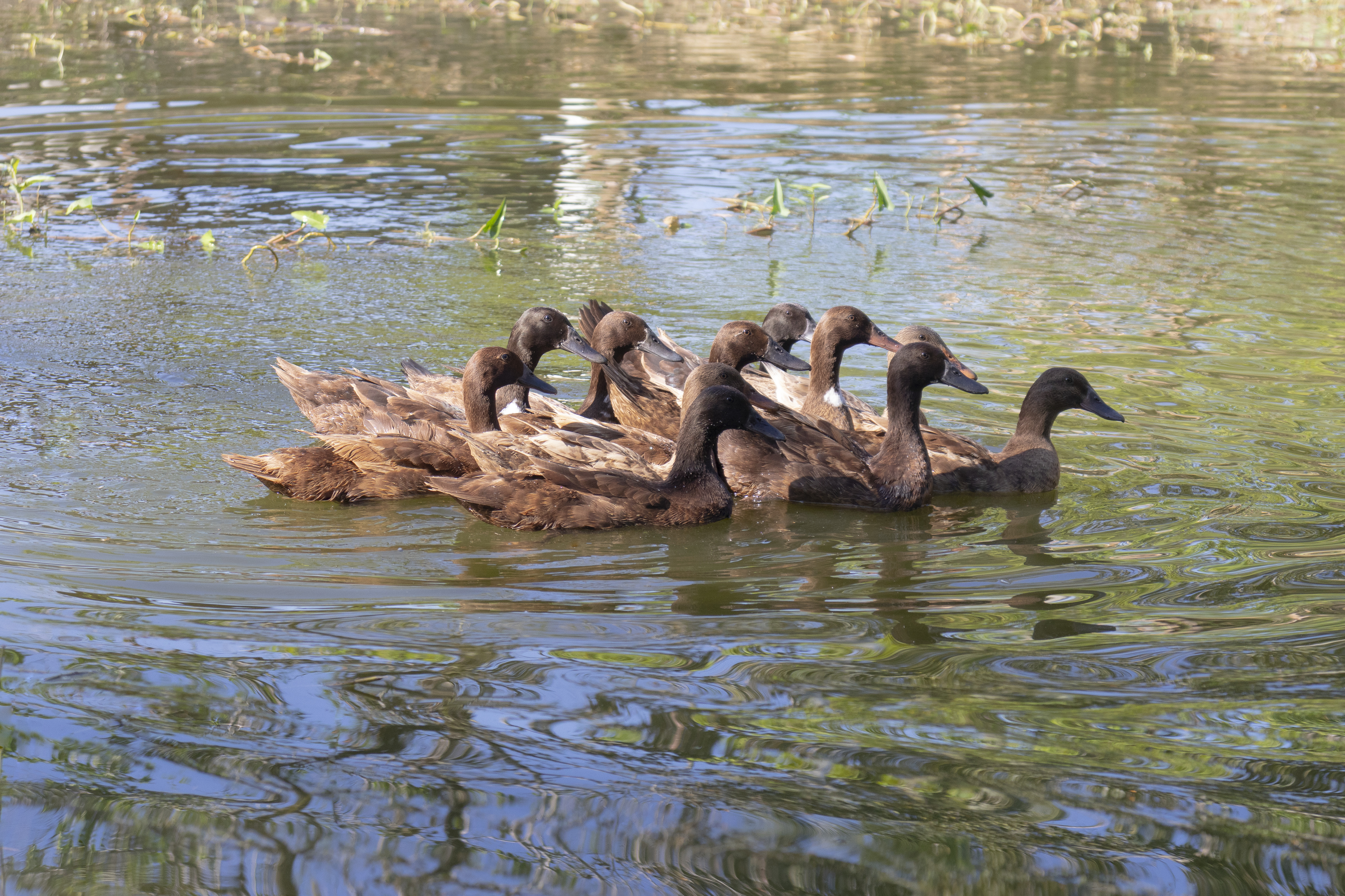 Title: Making a Duck Feather Quilt in Chengdu