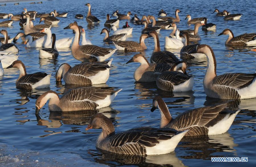 Title: Where to Get a Down-Filled Duck Quilt in Shenjiamen?