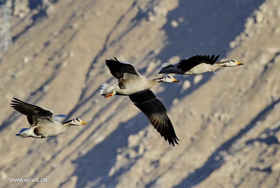 Title: Assessing the Quality of Beihaiwang Down Duck Feather Quilt - A Review