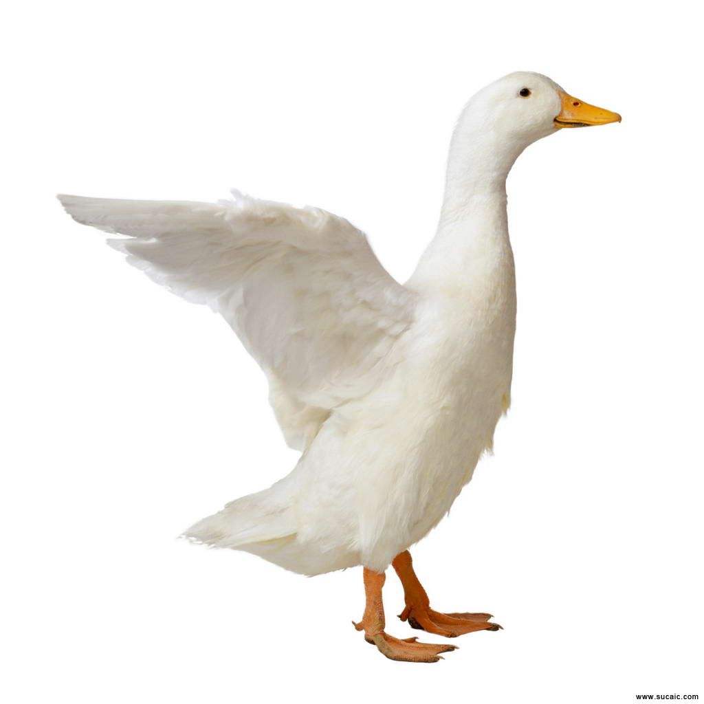 Title: 50% White Duck Down Comforter: A Winter Necessity