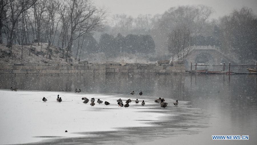 Title: The Unique Warmth of Beijings Winter Goose Down Comforters