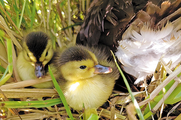 Title: The Story of Chengdu Duck Feather Comforters