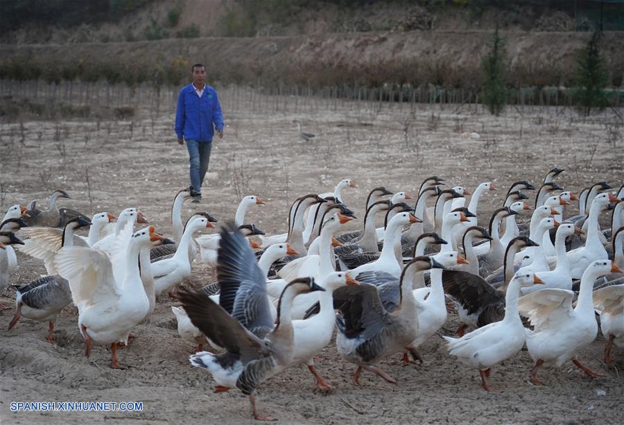 Title: The Duck Feather Blanket of Shaanxi in Winter