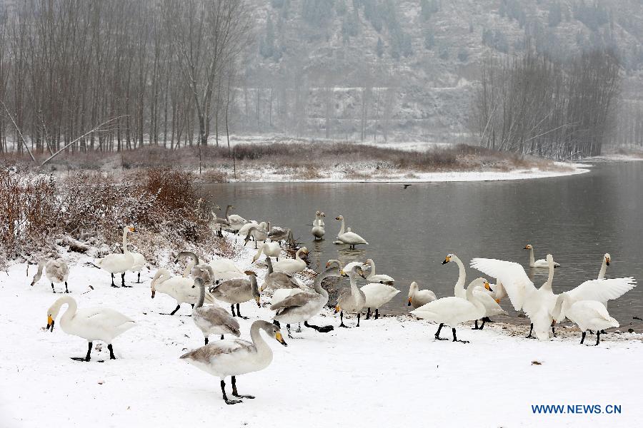 Title: The Duck Feather Blanket of Shaanxi in Winter