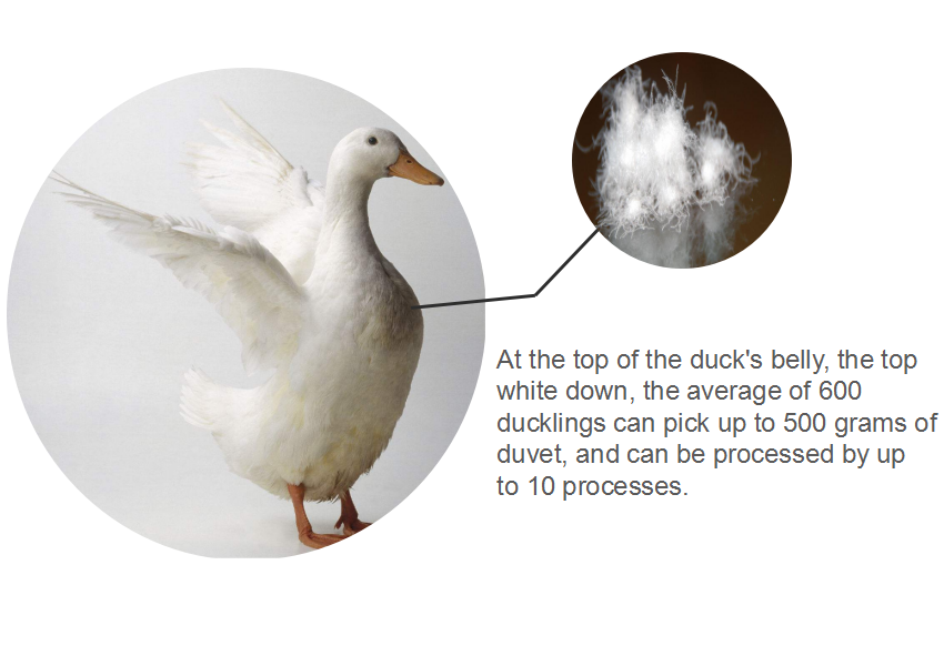 Title: The Comparative Analysis of Duck Down and Silk Cotton Duvets: Which One is Better?