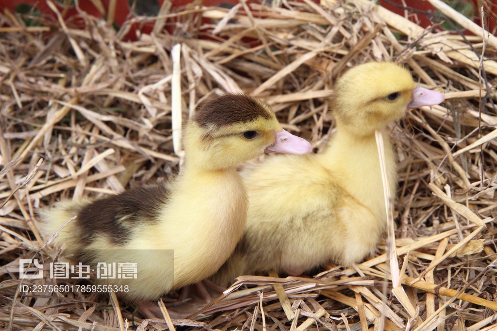 Title: Where to Buy the Best Little Duck Down Quilt in Xiaoyi, China?