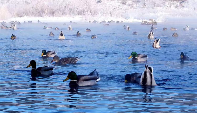 Title: The Warmth of Duck Feather Comforters in Winter