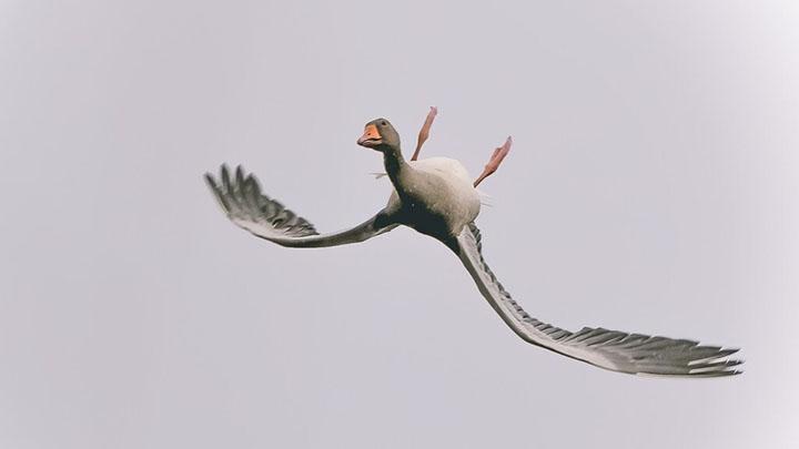 Title: The Debate of Down vs. Goose: Which One is Better for You?