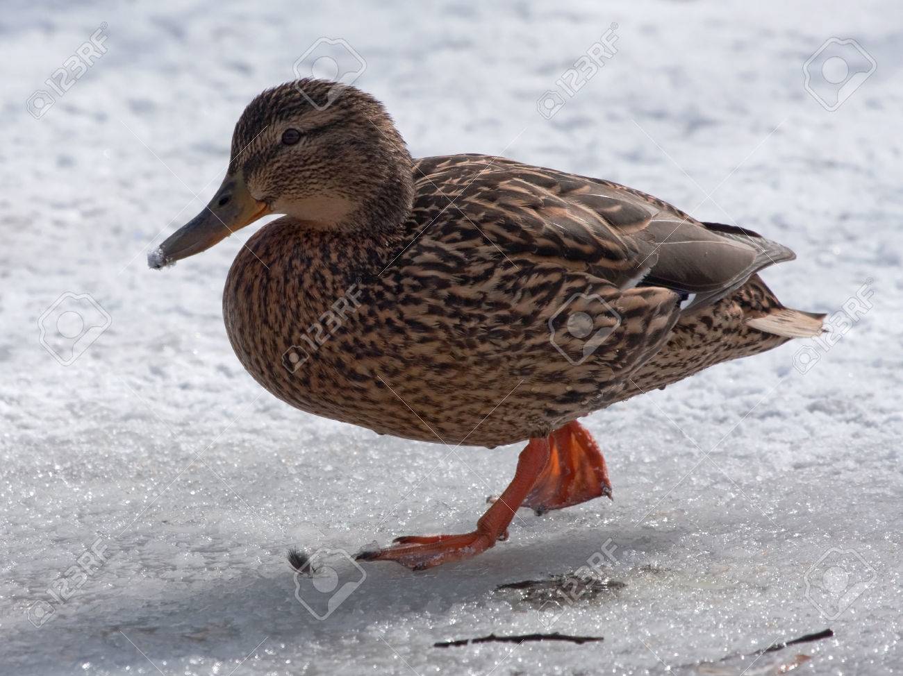 Is Duck Feather quilt too Cold in Northeast China?