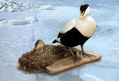 Title: Iceland Goose and Duck Down Quilt Bid to Highest Bidder Directly by Luxury Buyers