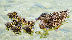 Can Duck Down Quilts with Water be Washed? How to Wash them?