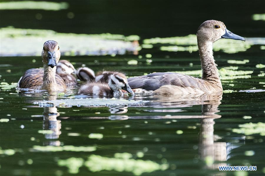 Title: The Best Places to Purchase Duck Down Quilts with Pictures