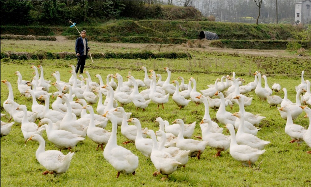 Title: The Price and Pictures of the Qixing Goose Down Duvet