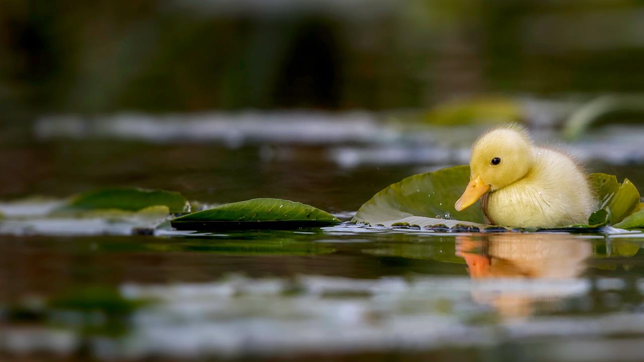 Title: Chengwu Duck Feather Comforter Factory: A Look Inside the Warmth of Ducks