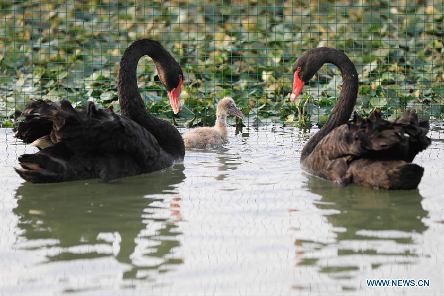 Title: Jiangsu Surprises with Duck Feather Blankets