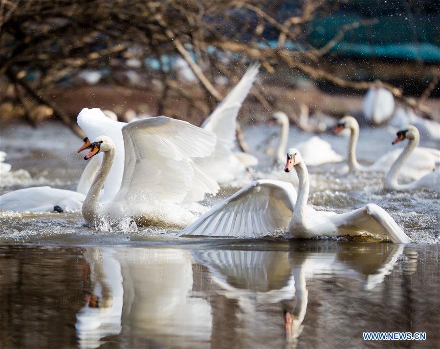 Title: The Unique Charm of Nanxing Goose Down Comforters