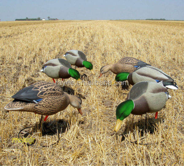 Title: The Duck Breeds Used in Duck Feather Comforters