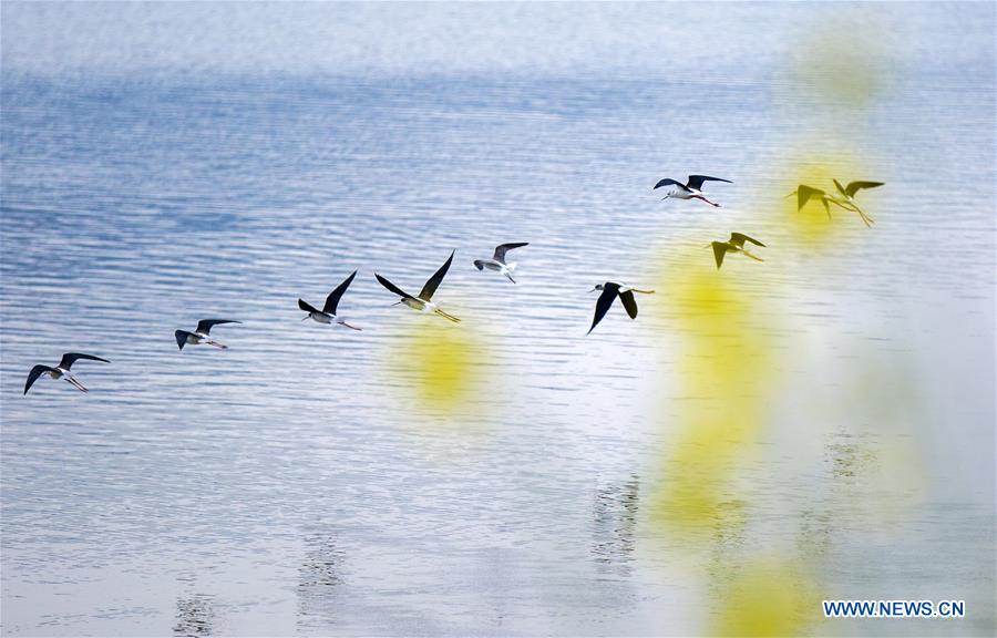 Title: The Unique Journey of a Duck Feather Comforter in Jincheng