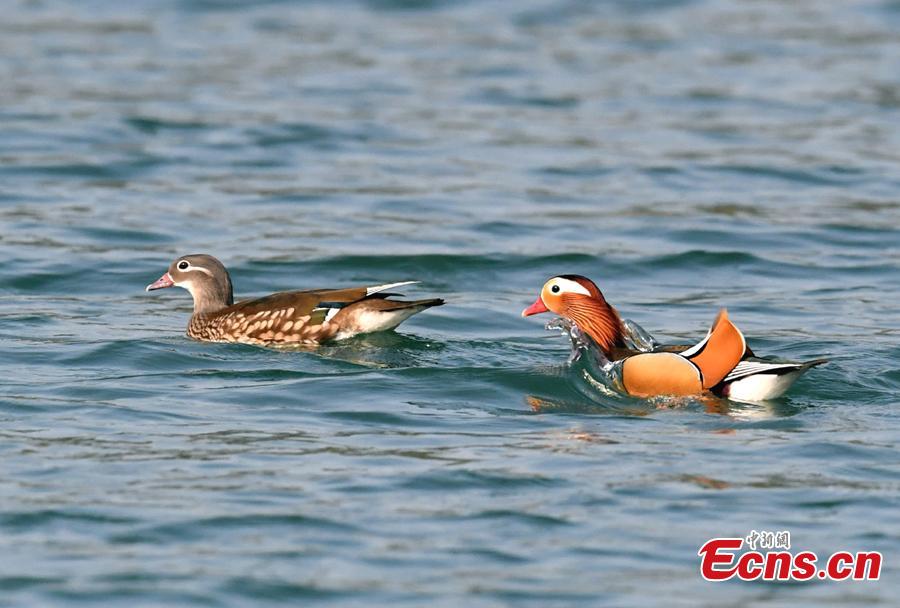 Title: The Unique Charm of Dandong River Duck Feather Blankets