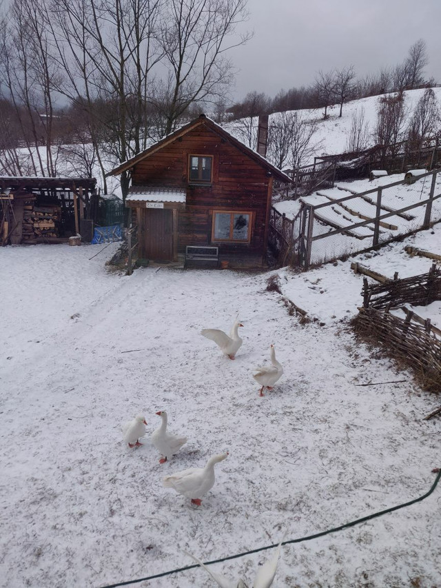 Title: The Unique Warmth of a Goose-Down Duvet for a Single Person in Winter