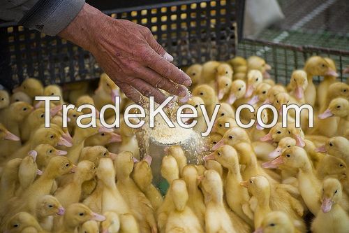 Title: Drying Duck Feather Comforters in a Drying Machine