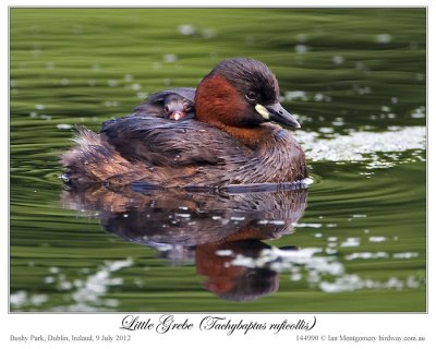 Title: The Unique Beauty of Mercurial Red-Billed Ducks and Their Down-Filled Quilt