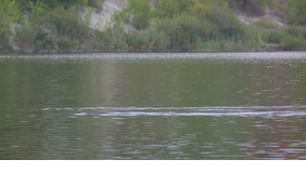 Title: Floating Green Water Ducks and Their Remarkable Down Comforters