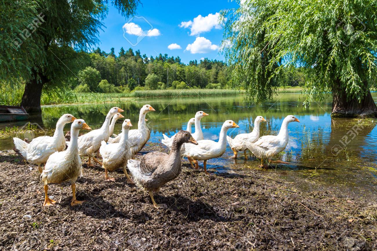 Title: Water-washed White Duck Feather Duvet Picture