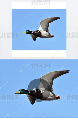 Title: Qingdao Wild Duck Feather Comforter Manufacturers