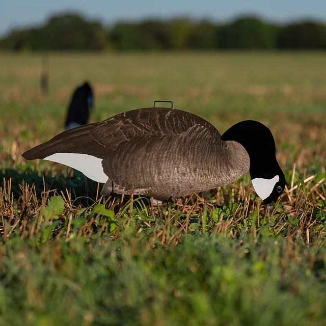 Title: The Dry Mouth of a Goose Down Comforter