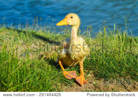 Title: The Yellowing of Duck Feather Blankets